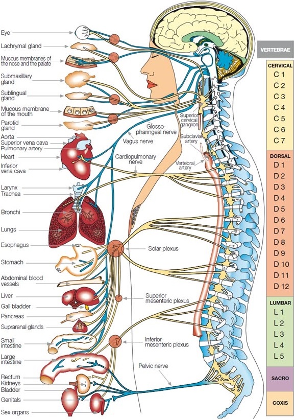 Anatomy Of The Autonomic Nervous System Sympathetic Parasympathetic