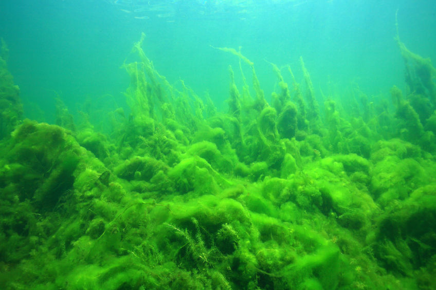 10 Reasons You Should Be Eating Algae 10 Reasons You Should Be Eating Algae